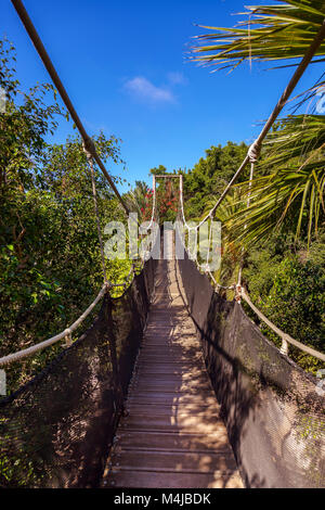 Sentier dans la jungle - Tenerife Banque D'Images