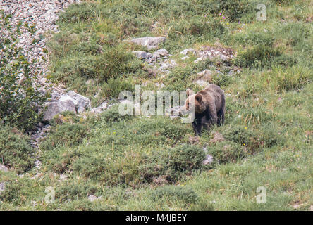 Ours brun dans les terres asturiennes, descendre la montagne à la recherche d'foodThe brown bear (Ursus arctos) est une espèce de mammifère carnivore de l'Ursidae Banque D'Images