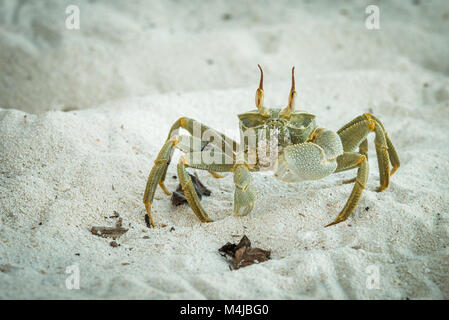 Le crabe fantôme (Ocypode ceratopthalmus,), Bird Island, Seychelles Banque D'Images