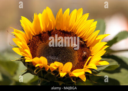 Tournesol, Helianthus annuus, avec les abeilles Banque D'Images