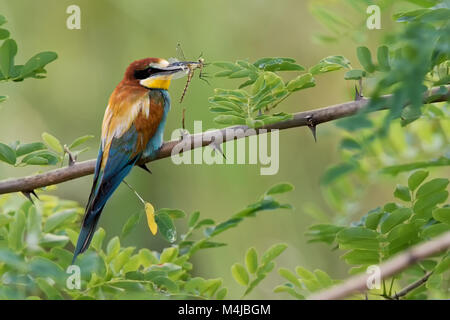 Bee-eater sur une branche avec une libellule Banque D'Images