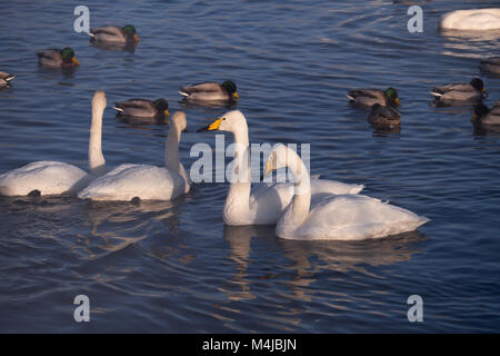 Les cygnes et canards dans la brume sur le lac de l'Altaï Svetloe Banque D'Images