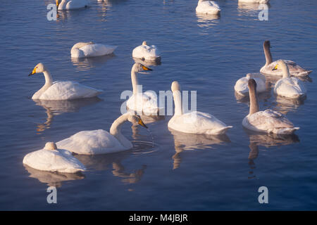 Les cygnes et canards dans la brume sur le lac de l'Altaï Svetloe Banque D'Images