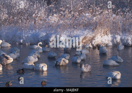 Les cygnes et canards dans la brume sur le lac de l'Altaï Svetloe Banque D'Images