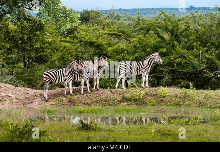 Les zèbres de Burchell, Equus burchellii, dans le parc national Kruger Game Reserve, Afrique du Sud Banque D'Images