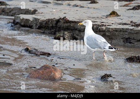 La quête du Goéland argenté sur la plage de Seal Harbor, Maine. Banque D'Images