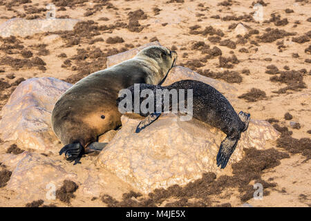 Fur seal pup de sucer le lait de la mère Banque D'Images