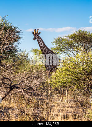 Le pâturage en forêt girafe Banque D'Images