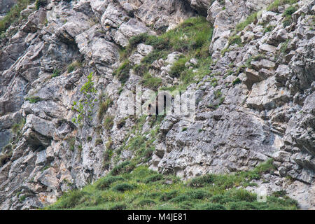 Ours brun dans les terres asturiennes, descendre la montagne à la recherche d'foodThe brown bear (Ursus arctos) est une espèce de mammifère carnivore de l'Ursidae Banque D'Images