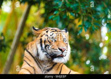 Portrait de tigre de Sumatra au fond des forêts avec bokeh Banque D'Images