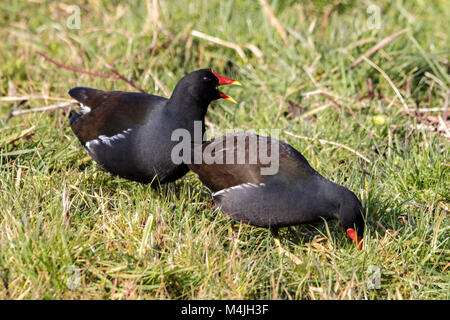 Une paire de poules d'eau à la recherche de nourriture sur le sol près de freshwater RSPB Marshside près de Southport merseyside Banque D'Images