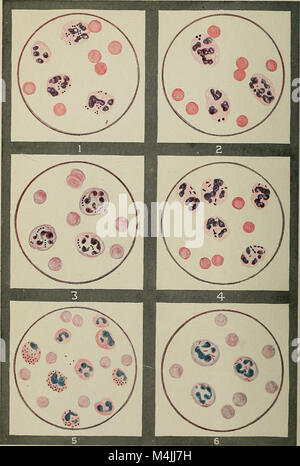 Immunologie appliquée - l'application pratique des sérums et vaccins bactériens de manière prophylactique, diagnostique, et thérapeutique (1916) (14582405418) Banque D'Images