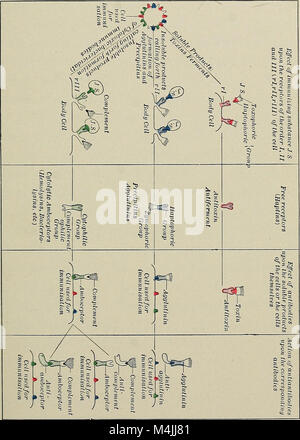 Immunologie appliquée - l'application pratique des sérums et vaccins bactériens de manière prophylactique, diagnostique, et thérapeutique (1916) (14765870781) Banque D'Images