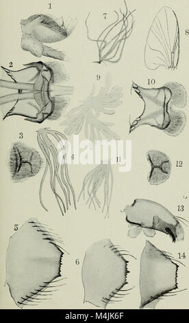 Les insectes aquatiques dans l'État de New York (1903) (19746927305) Banque D'Images