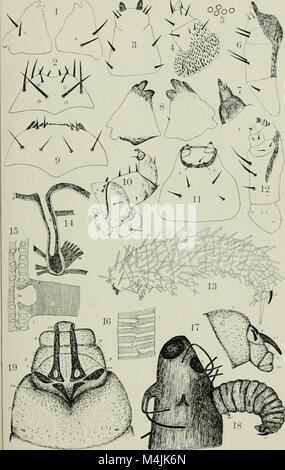 Les insectes aquatiques dans l'État de New York (1903) (19751553871) Banque D'Images