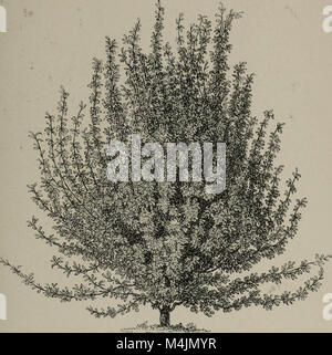 Ce travail botanique détaille les arbres et les arbustes de Grande-Bretagne, y compris les espèces indigènes et étrangères, rustiques et semi-rustiques. Il fournit des illustrations picturales et botaniques et des descriptions scientifiques, offrant un aperçu de la flore de Grande-Bretagne. Banque D'Images