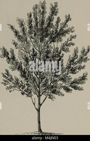 Ce travail fournit un guide détaillé pictural et botanique des arbres et arbustes de Grande-Bretagne, y compris les espèces indigènes et étrangères. Il couvre les plantes robustes et semi-robustes, offrant des descriptions scientifiques et populaires pour aider les lecteurs à identifier et à comprendre ces espèces. Banque D'Images