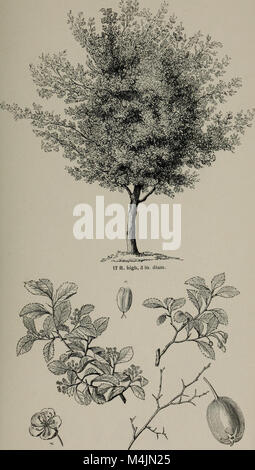 Ce travail détaille les arbres et arbustes de Grande-Bretagne, à la fois indigènes et étrangers, des espèces robustes et mi-robustes. Il comprend des représentations botaniques et picturales, offrant une description scientifique et populaire de ces plantes. Banque D'Images