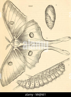 Ce travail détaille les arbres et arbustes de Grande-Bretagne, indigènes et étrangers, couvrant des espèces robustes et semi-robustes. Il fournit des descriptions scientifiques et populaires, avec des illustrations botaniques et des informations détaillées pour l'identification et l'entretien des plantes. Banque D'Images