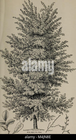Cet ouvrage botanique, 'Arboretum et Fruticetum Britannicum', fournit un guide complet des arbres et arbustes de Grande-Bretagne, y compris les espèces indigènes et étrangères. Il classe les plantes par leur dureté et comporte des illustrations et des descriptions détaillées. Le livre vise à servir à la fois de ressource scientifique et populaire pour identifier et comprendre la flore diversifiée de Grande-Bretagne. Banque D'Images