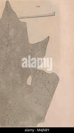 Ce travail complet détaille les arbres et arbustes de Grande-Bretagne, indigènes et étrangers, en mettant l'accent sur leurs caractéristiques botaniques. Il comprend des descriptions scientifiques, des illustrations botaniques et des espèces rustiques et semi-rustiques, servant de référence précieuse pour les botanistes et les horticulteurs. Banque D'Images