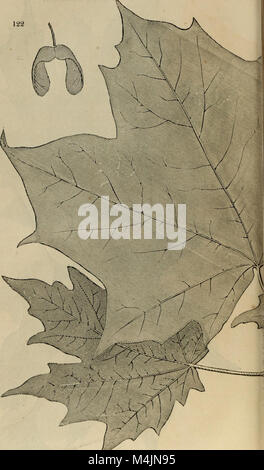 Cet ouvrage, *Arboretum et Fruticetum Britannicum*, détaille les arbres et arbustes indigènes et étrangers de Grande-Bretagne, fournissant des illustrations botaniques, des descriptions scientifiques et des explications populaires de diverses espèces, y compris des plantes rustiques et semi-rustiques. Banque D'Images