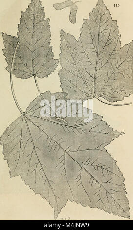 Ce livre présente un guide complet des arbres et arbustes de Grande-Bretagne, indigènes et étrangers. Il comprend des descriptions botaniques, des illustrations et des détails scientifiques des espèces rustiques et semi-rustiques, soulignant leurs rôles écologiques et leurs utilisations. Banque D'Images