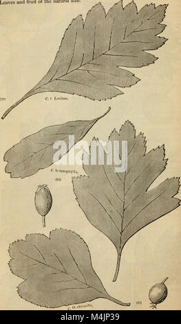 Ce travail complet détaille les arbres et les arbustes de Grande-Bretagne, indigènes et étrangers, les catégorisant comme espèces robustes et semi-robustes. Il comprend des descriptions botaniques et picturales, ainsi que des récits scientifiques et populaires de chaque plante. Banque D'Images