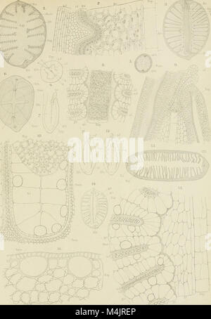 Les Annales du jardin botanique de Buitenzorg documentent la recherche botanique et les espèces végétales des jardins botaniques de Buitenzorg en Indonésie, contribuant ainsi au domaine des études sur les plantes tropicales. Banque D'Images