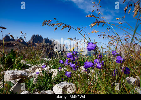 Résumé fond de fleurs alpines de bluebell. Parc Naturel National Tre Cime, dans les Dolomites Alpes. La belle nature de l'Italie. Banque D'Images