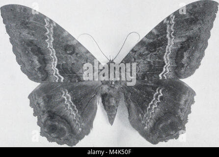 As nature Shows Them (1900) propose une étude détaillée des papillons de nuit et des papillons aux États-Unis, à l'est des montagnes Rocheuses. Avec plus de 400 illustrations photographiques, l’œuvre capture la diversité des espèces et fournit des descriptions précises de leurs cycles de vie et de leurs habitats. Banque D'Images