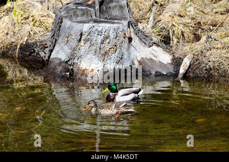 Deux canards colvert, un homme et une femme nager côte à côte dans un petit ruisseau à la recherche de nourriture avant qu'ils se dirigent vers leur prochaine destination Banque D'Images