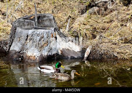 Deux canards colvert, un homme et une femme nager côte à côte dans un petit ruisseau à la recherche de nourriture avant qu'ils se dirigent vers leur prochaine destination Banque D'Images