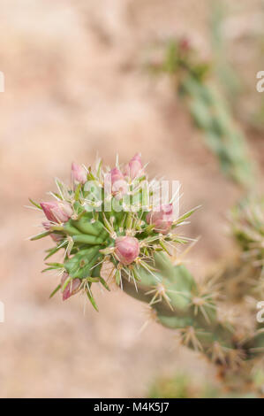 Plante à fleurs roses Cactus Cactus photographié près de Tortilla Flat en Arizona, USA. Banque D'Images