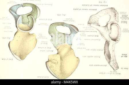 Texte et Atlas-livre de l'anatomie humaine (1914-) (19722447104) Banque D'Images