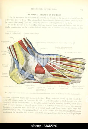 Texte et Atlas-livre de l'anatomie humaine (1914-) (20337038512) Banque D'Images