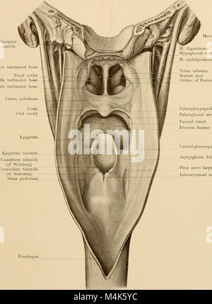 Texte et Atlas-livre de l'anatomie topographique et appliquée (1905) (14596827679) Banque D'Images