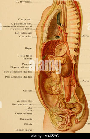 Texte et Atlas-livre de l'anatomie topographique et appliquée (1905) (14781199754) Banque D'Images