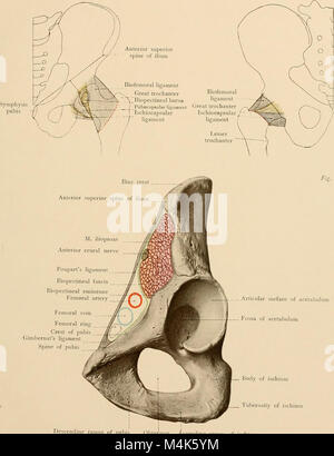 Texte et Atlas-livre de l'anatomie topographique et appliquée (1905) (14803418413) Banque D'Images