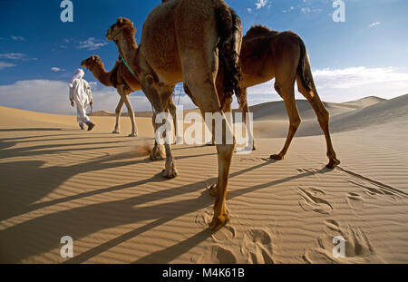 L'Algérie. Près de Timimoun. La mer de sable de l'Ouest. Grand Erg occidental. Désert du Sahara. Marcher avec des chameaux bédouin. Les dunes de sable. Banque D'Images