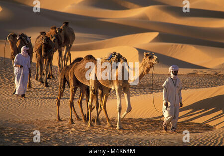 L'Algérie. Près de Timimoun. La mer de sable de l'Ouest. Grand Erg occidental. Désert du Sahara. Marcher avec les bédouins des chameaux. Train de chameaux. Les dunes de sable. Banque D'Images