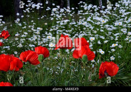 Une vue à couper le souffle de coquelicots et de marguerites dans un jardin de fleurs au début du printemps Banque D'Images