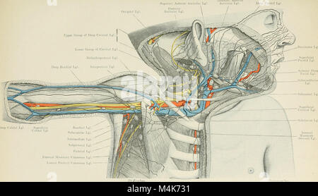 De l'Atlas topographique (appliquée) L'anatomie humaine pour étudiants et praticiens (1906) (19723483353) Banque D'Images