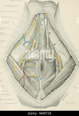 Cet atlas de 1906 fournit des illustrations détaillées de l'anatomie humaine, en se concentrant sur les aspects topographiques pertinents pour les étudiants et les praticiens de la médecine pour comprendre la structure et la fonction du bodyâ€™s. Banque D'Images