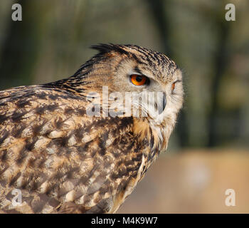 Grand hibou au repos Banque D'Images