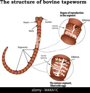 La structure des organes reproducteurs de l'espèce bovine le ténia. L'infographie. Vector illustration sur fond isolé. Illustration de Vecteur
