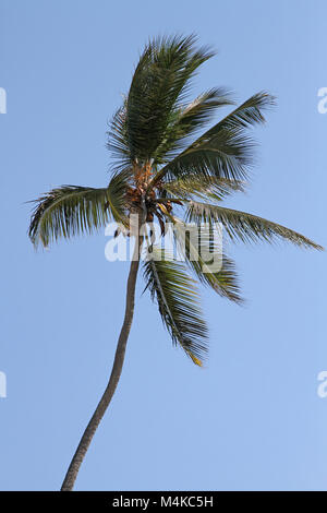 Palmier, plage de Nungwi, Zanzibar, Tanzanie Banque D'Images