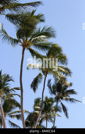 Palmiers, plage de Nungwi, Zanzibar, Tanzanie Banque D'Images