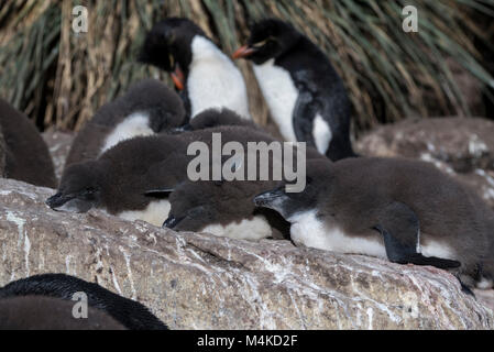 Îles Malouines, l'île de West Point. Dormir Rockhopper Penguin chicks (Eudyptes chrysocome) sauvage : Banque D'Images
