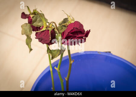 Vieux rose séchée dans la poubelle. Banque D'Images